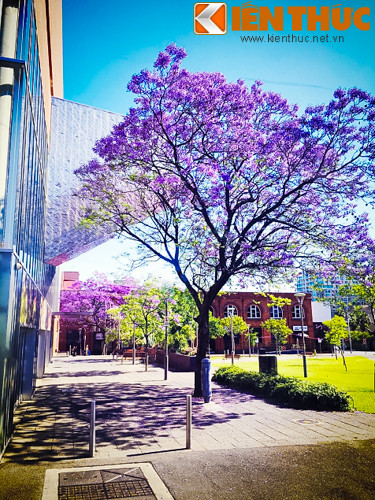 Đặc biệt trong cái nắng vàng óng của nước Úc, màu tím của hoa Jacaranda lại càng trở nên nổi bật và long lanh hơn bao giờ hết.