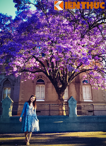 Cũng giống như ở Việt Nam, khi bạn bắt gặp sắc đỏ của phượng vĩ, phượng tím báo hiệu cho một mùa thi bận rộn cũng như một mùa hè sôi động đang đến gần.