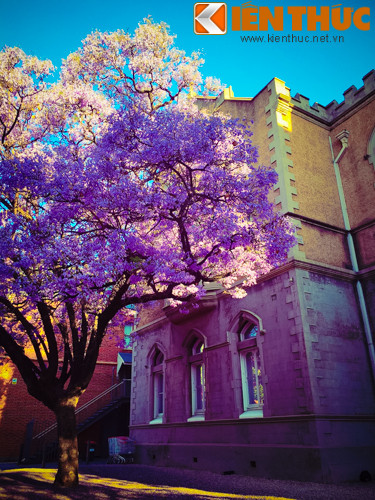 Vào mùa hoa nở, lá cây sẽ rụng hết để nhường chỗ cho những chùm hoa rực rỡ nhuộm tím trời.