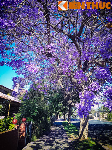 Có thể nói không quá, chính sắc tím của hoa Jacaranda đã biến nước Úc trở nên vô cùng xinh đẹp và bắt mắt.