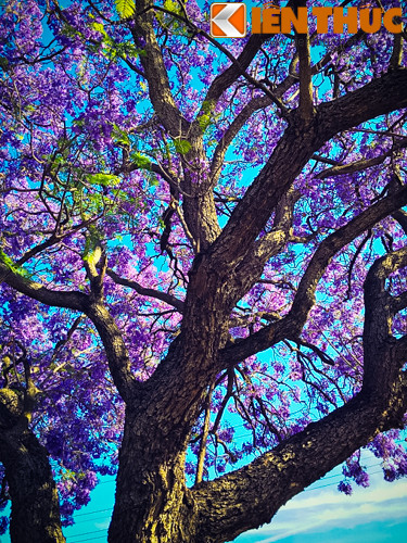 Nếu tới xứ sở chuột túi những ngày này, các bạn có thể dễ dàng bắt gặp những bông hoa Jacaranda trên những con đường, trong công viên hay trước những tòa nhà lớn.