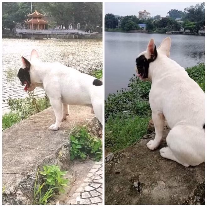 Đam mê với đồ nhựa khiến chú chó này là không thể "cưỡng lại", có lần Ủn ngồi chờ cả buổi chiều chỉ để ngóng cái chai trôi dưới hồ dạt vào bờ để nhặt mang về. Hàng xóm xung quanh vô cùng yêu quý "cậu bé" nên cũng thường xuyên mang lon, chai nhựa sang ủng hộ.