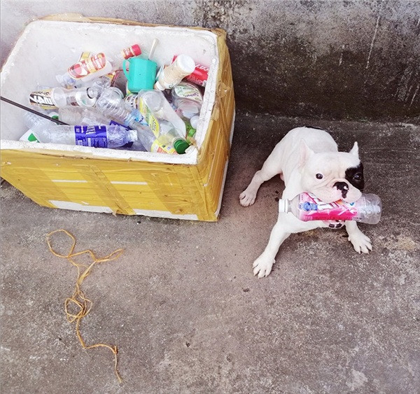 Được biết, chú chó thích tha vỏ lon nhựa tích góp này có tên là Ủn. Ủn đang sống cùng gia chủ tại Hà Nội. Chú chó này hiện là chủ nhân của bộ sưu tập hàng trăm chai nhựa đủ màu sắc và kiểu dáng.
