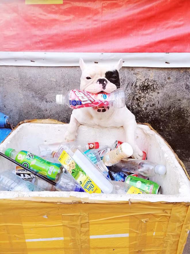 Mới đây, trên mạng xã hội chia sẻ câu chuyện về một chú chó đặc biệt với thói quen nhặt vỏ nhựa về nhà đang thu hút sự quan tâm của mọi người.