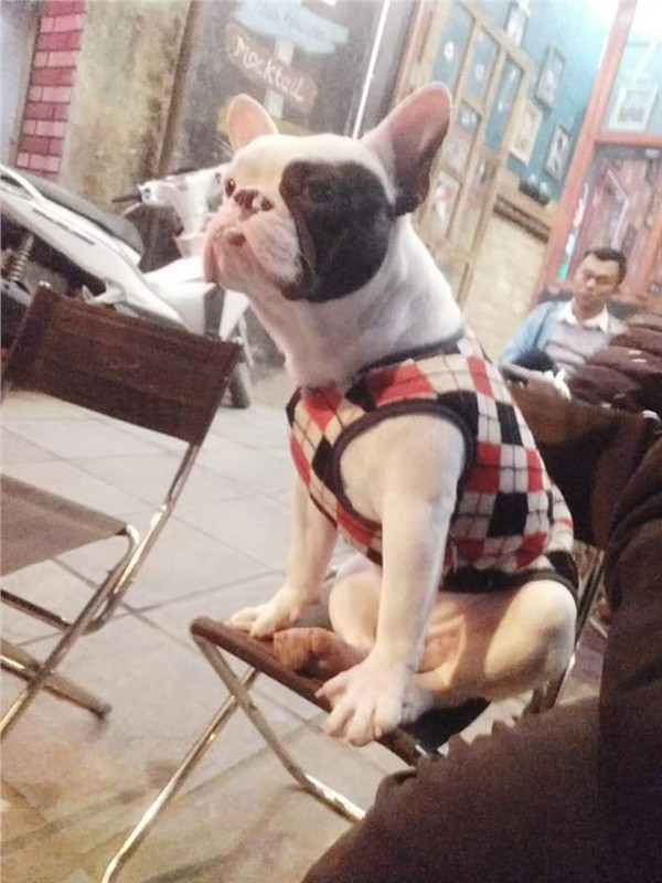 Câu chuyện và hình ảnh trên được chia sẻ đã nhanh chóng nhận được rất nhiều sự chú ý của mọi người. Tất cả đều thích thú với thói quen "bảo vệ môi trường" cùng sự đáng yêu của chú cún.