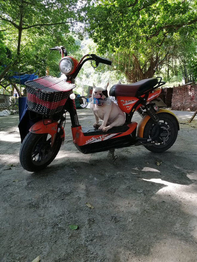 Xuân Thu cho biết rằng gia đình và chính cô bạn không hề dạy Ủn về điều này, chú chó này cứ thấy người ta uống hết rồi vứt đi thì ngoạm vào mồm và tha về. Có cả vỏ chai nước ngọt lẫn lon bia. Đến giờ đã là hàng trăm cái.