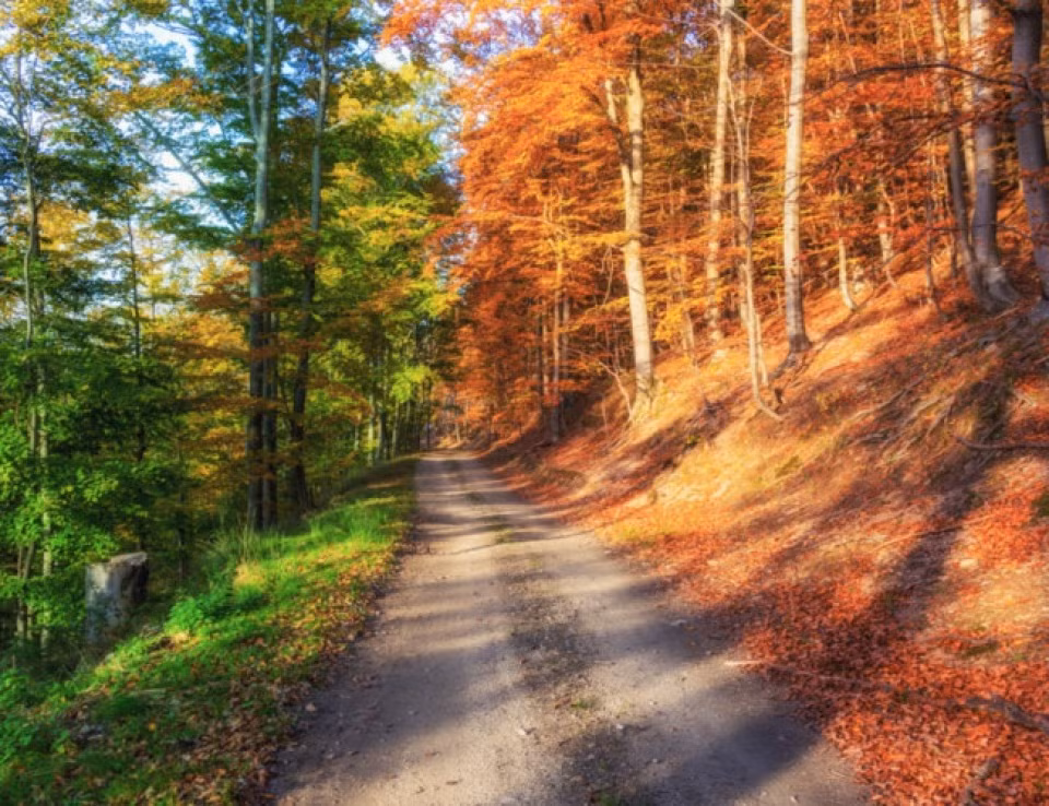 Một khu rừng mùa Thu. (Nguồn: BS)