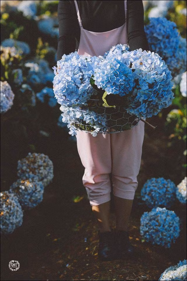 Ảnh trong bài: Chit Photo.