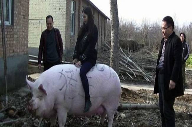 Những con lợn này có thể được sử dụng giải quyết vấn đề thiếu hụt thịt lợn nghiêm trọng ở Trung Quốc những tháng gần đây.