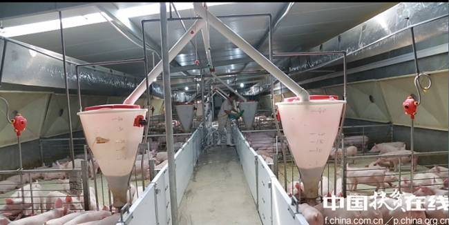 Vì vậy, ông theo học Đại học Nông nghiệp Hà Nam (Trung Quốc). Sau khi tốt nghiệp, ông làm tại một công ty thực phẩm.