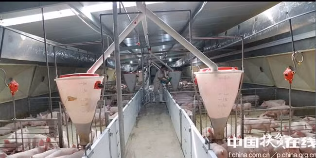 Vì vậy, ông theo học Đại học Nông nghiệp Hà Nam (Trung Quốc). Sau khi tốt nghiệp, ông làm tại một công ty thực phẩm.