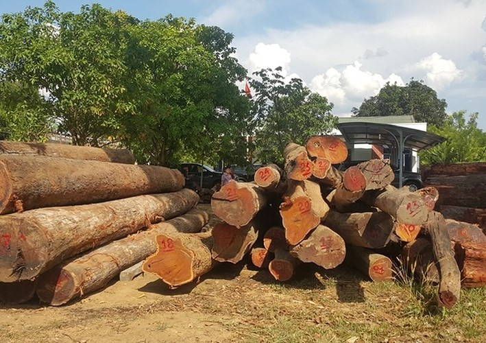 Trước đó, sáng 27/4, Cục Cảnh sát phòng chống tội phạm về môi trường (C49) Bộ Công an phối hợp với các đơn vị chức năng tiến hành bắt giữ một vụ mua bán, vận chuyển, khai thác gỗ trái phép với quy mô lớn tại Vườn Quốc gia Yok Đôn. Trong ảnh: Hơn 40m3 gỗ từ nhóm IIA đến nhóm IV bị cơ quan điều tra bắt giữ tại xưởng gỗ của Phượng “râu” (ảnh: Công an nhân dân)