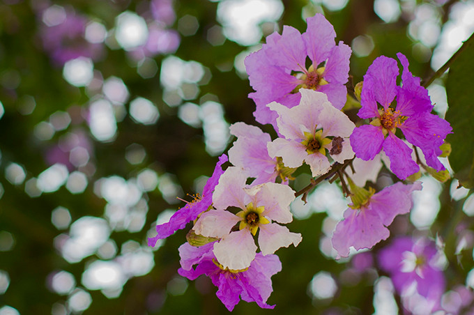 Vẻ đẹp mong manh, lãng mạn rất ấn tượng của hoa bằng lăng.