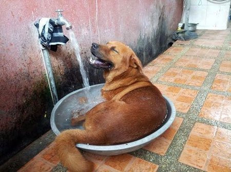 Trong thời tiết như thế này, mọi hoạt động đều hướng tới đó là vòi nước, hồ nước... bất kỳ chỗ nào có nước mát.