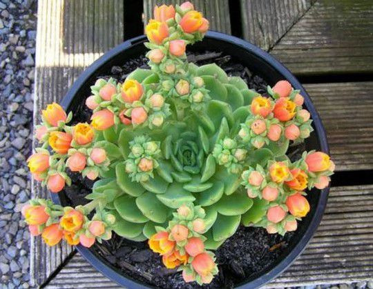 Món quà cây cảnh trong ngày 8/3 sẽ giúp bạn không phải đau đầu suy nghĩ mà vẫn khiến người nhận quà hài lòng, thích thú.