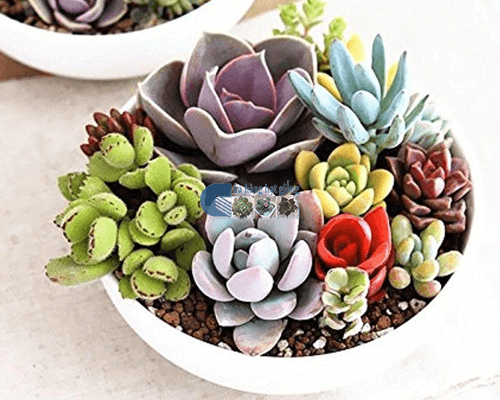 Sen đá, hoa may mắn hay chậu xương rồng... những chậu cây cảnh nhỏ bé, xinh xắn bày trên bàn uống nước, bàn làm việc là món quà dễ "đốn tim" phái đẹp trong ngày 8/3.