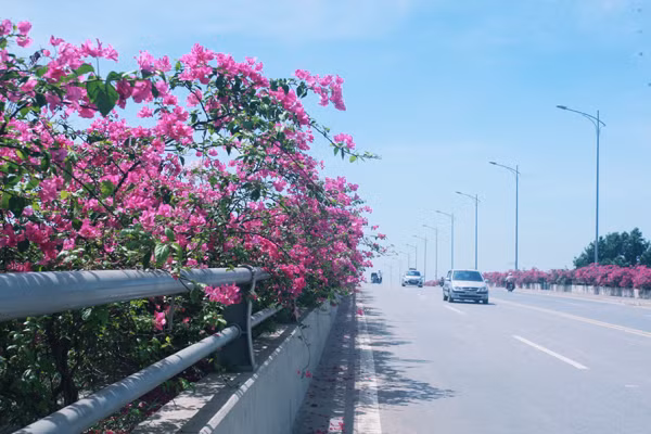 Còn với những bạn trẻ ở miền Bắc, cũng không phải buồn bởi ngay gần các bạn cũng có một con đường hoa giấy vô cùng đẹp mắt đó là ở cầu Bắc Hưng Hải ngay sát khu đô thị xanh Ecopark. Ảnh: Cafef.vn