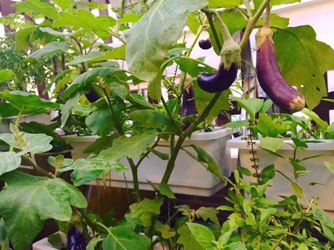 Đất trồng là khâu được chị Hiền coi trọng hàng đầu. Chị chọn loại đất sạch, giàu dinh dưỡng đã được xử lý vi sinh. Chậu trồng cây, nhất là cây ăn trái, phải lớn, rộng và thoát nước tốt (chứa khoảng 5 bao đất, loại 20 kg). Do trồng trên cao, chị chọn chậu composite vừa bền vừa nhẹ.