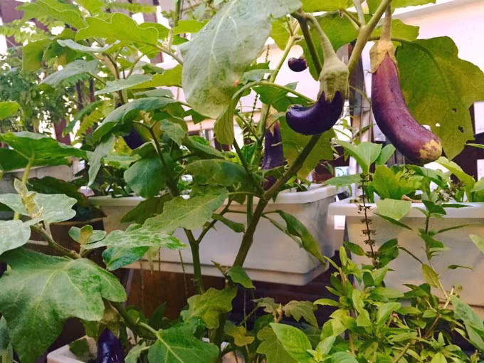 Đất trồng là khâu được chị Hiền coi trọng hàng đầu. Chị chọn loại đất sạch, giàu dinh dưỡng đã được xử lý vi sinh. Chậu trồng cây, nhất là cây ăn trái, phải lớn, rộng và thoát nước tốt (chứa khoảng 5 bao đất, loại 20 kg). Do trồng trên cao, chị chọn chậu composite vừa bền vừa nhẹ.