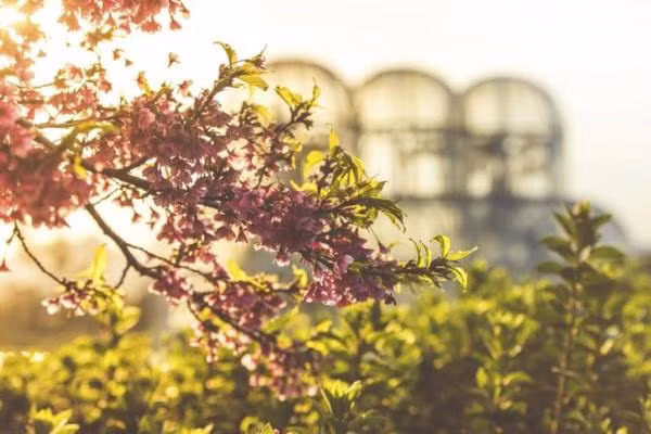 Thành phố Curitiba (Brazil) là quê hương của vườn bách thảo Curitiba, cũng là nơi có bộ sưu tập hoa anh đào lớn nhất Nam Mỹ. Du khách có thể cùng thưởng rượu với những người Brazil vốn là hậu duệ của người Nhật, sau đó ra biển lướt sóng, chơi đá bóng, nhảy samba. Hoa anh đào ở đây thường nở vào khoảng tháng 7.