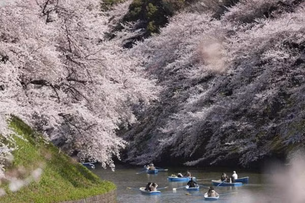 Chidorigafuchi là hào nước ở phía Đông Bắc Cung điện hoàng gia. Đây là một trong những điểm ngắm hoa anh đào nổi tiếng nhất Nhật Bản. Những chiếc thuyền độc mộc xuôi theo dòng nước để người thưởng ngoạn ngắm từng chùm hoa nở trắng trời xuân.