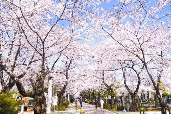 Mỗi độ tháng 4 về, nghĩa trang Aoyama trở nên lộng lẫy, là nơi người dân kéo đến ăn uống và ngắm hoa. Ăn uống giữa những ngôi mộ nghe có vẻ kỳ quặc, nhưng nơi đây vẫn rất đông đúc vào mùa hoa nở. Có lẽ, sắc anh đào có thể làm phấn chấn bất kỳ ai, thậm chí những người đã yên nghỉ từ lâu.