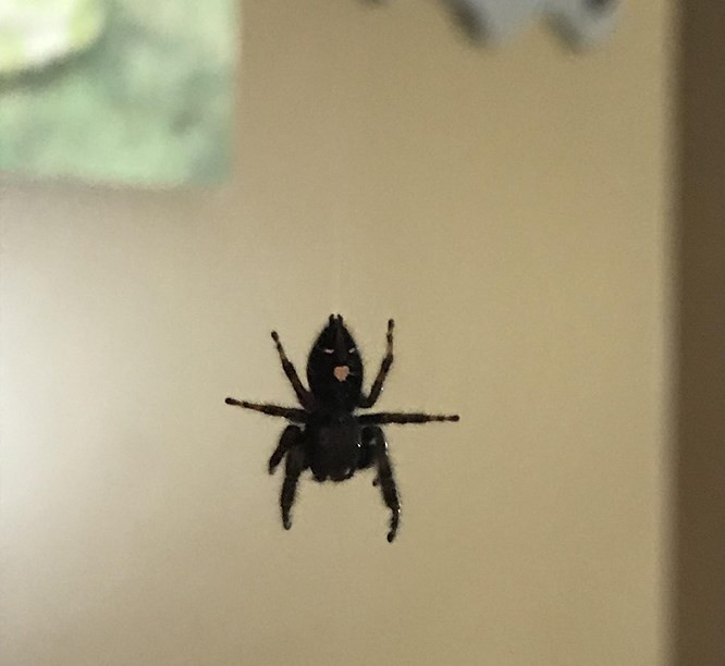 Một con nhện với vẻ mặt kỳ lạ?