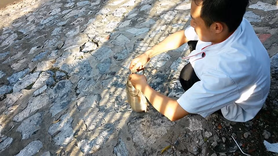 Người dân ở ven bờ sông Tô Lịch đổ ra câu cá. Không biết từ đâu, từng đàn cá mè kéo về sông Tô Lịch đoạn cầu Cống Mọc (Cầu Giấy - Hà Nội). Nhiều người dân có cơ hội giật "mỏi tay" ở khúc sông này.