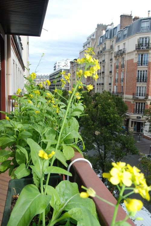 Chị tâm sự, hằng ngày, các con chị thường xuyên phụ giúp bố mẹ chăm sóc hoa và rau. Dù ở trong thành phố nhưng chị vẫn muốn tạo cho con một khoảng không gian xanh, gần gũi với thiên nhiên.