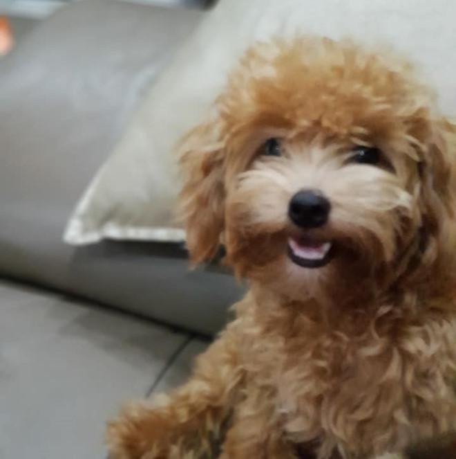 Đến 4h sáng cùng ngày, lực lượng PCCC dùng máy hút khói, di chuyển lên các tầng của tòa nhà và đưa cả gia đình 4 người bao gồm chú chó xuống mặt đất an toàn. Gia đình chị Hồng đang ở tạm một khách sạn gần hiện trường vụ cháy chung cư Carina Plaza để tạm ổn định cuộc sống và tiếp tục theo dõi về vụ việc.