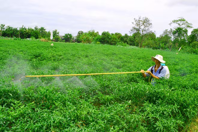Anh Lê Văn Kề (Long Kiến- Chợ Mới-An Giang) đang "tắm" hỗn hợp hóa chất lên rẫy ớt mà chỉ ngày hôm sau sẽ vào đợt thu hoạch. Ảnh: Lục Tùng