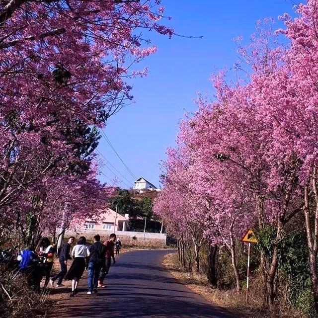 Những con đường xuất hiện nhiều mai anh đào ở Đà Lạt đó là quanh hồ Xuân Hương và nhiều con đường khác như: đường Trần Hưng Đạo, Lê Đại Hành, Hùng Vương, Phó Đức Chính, Xô Viết Nghệ Tĩnh.