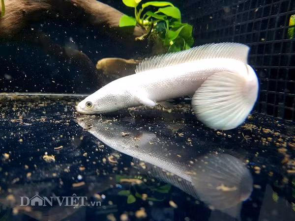 Ngoài màu sắc bạch kim đặc trưng, loài cá này có đầu, vây, vẩy, mắt... rất giống với loài cá lóc của Việt Nam.