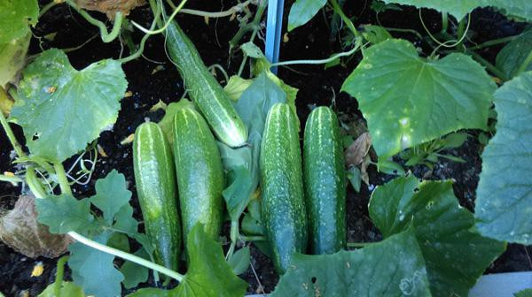 Anh tâm sự, cuộc sống nơi ''đất khách quê người'' có khi chỉ là mớ rau mồng tơi, cũng là món quà quý với người xa xứ.