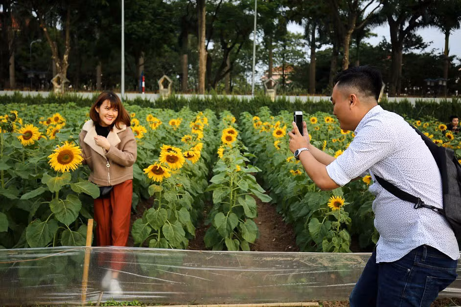 Chị Thanh Huyền (36 tuổi, nhân viên văn phòng tại Hà Nội chia sẻ): "Mình có nghe bạn bè nói ở di tích Hoàng thành trồng hoa hướng dương, cơ quan mình cũng gần đây nên mấy chị em tranh thủ rủ nhau đến chụp ảnh cùng hoa. Mình chưa từng đến đồi hoa hướng dương ở Nghệ An nên đây là lần đầu tiên mình chụp ảnh cùng nhiều hoa như vậy".