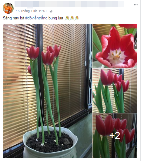 Mặc dù đi theo hướng kinh doanh của riêng mình nhưng Phiến cảm thấy vui vì đã truyền cảm hứng tự tay trồng hoa cho nhiều người.