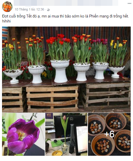 Nhờ đam mê hoa, Trương Phiến đã có hướng kinh doanh mới để có những chậu hoa Tulip đẹp gửi đến tay khách hàng dịp Tết.