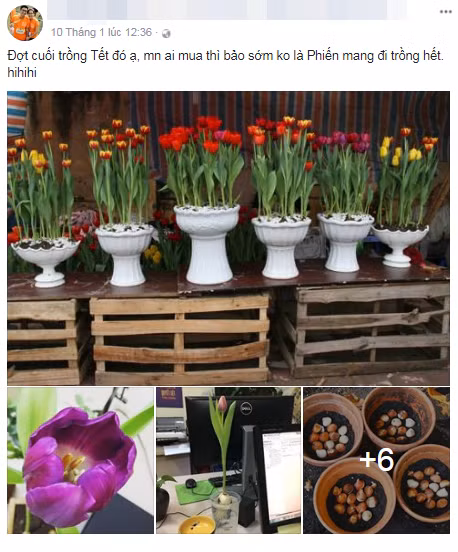 Nhờ đam mê hoa, Trương Phiến đã có hướng kinh doanh mới để có những chậu hoa Tulip đẹp gửi đến tay khách hàng dịp Tết.