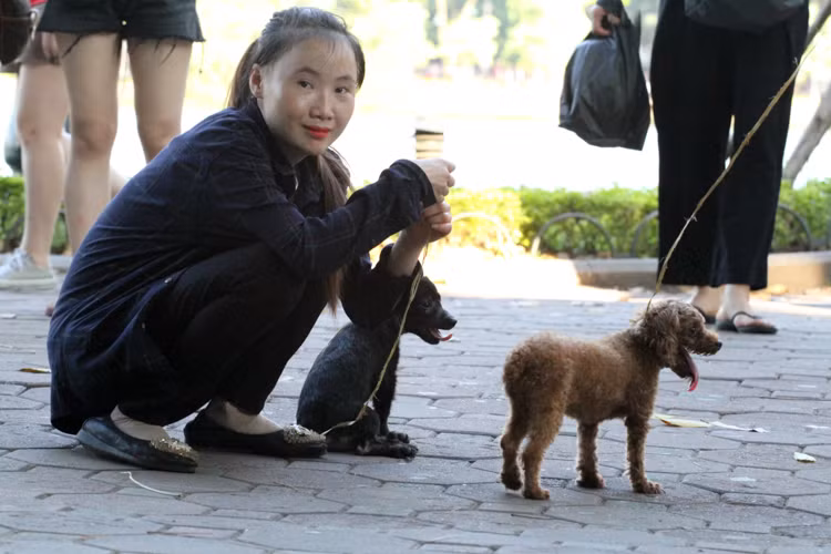 Những chú chó vẫn "tung tăng" trên phố đi bộ hồ Gươm dịp cuối tuần.