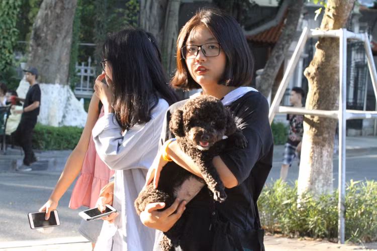 Chia sẻ với PV Kiến Thức, một nhân viên đội bảo vệ thuộc BQL phố đi bộ cho biết: "BQL cũng đã được chỉ đạo về việc nhắc nhở người dân về việc chó mèo phải rọ mõm có dây xích mới được lên phố đi bộ nhưng thực chất do lực lượng mỏng, thêm nữa là chỉ được nhắc nhở nên việc quản lý không được nghiêm ngặt.....".