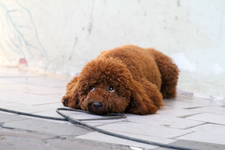 Không chỉ được cảnh báo có thể gây nguy hiểm cho người đi bộ, thậm chí cả việc đi vệ sinh bừa bãi của thú cưng sẽ ảnh hưởng tới cảnh quan chung nhưng nhiều người vẫn vô tư cho những chú chó "dạo chơi" ở không gian đi bộ Hà Nội.