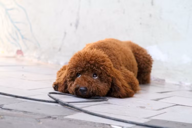 Không chỉ được cảnh báo có thể gây nguy hiểm cho người đi bộ, thậm chí cả việc đi vệ sinh bừa bãi của thú cưng sẽ ảnh hưởng tới cảnh quan chung nhưng nhiều người vẫn vô tư cho những chú chó "dạo chơi" ở không gian đi bộ Hà Nội.