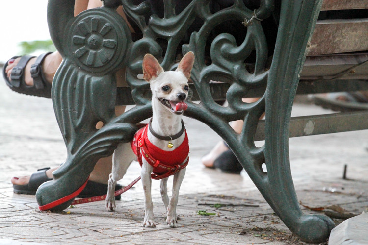 Hình ảnh những chú chó xinh xắn tại phố đi bộ