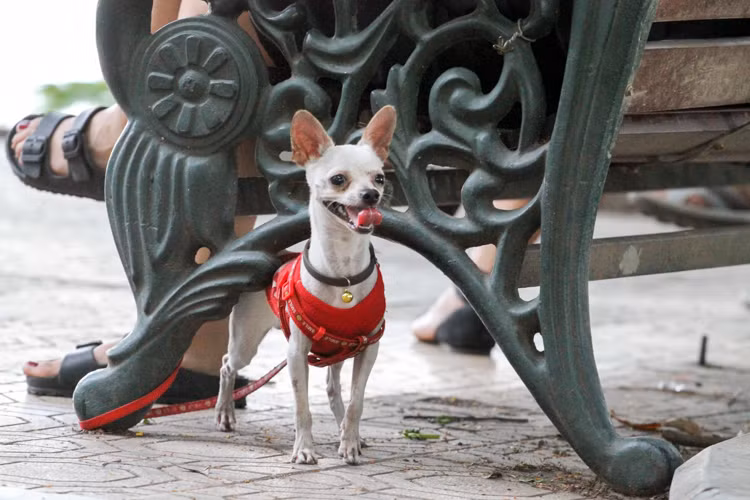 Hình ảnh những chú chó xinh xắn tại phố đi bộ