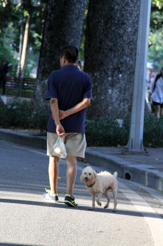 Việc đưa những chú chó đủ mọi chủng loại, đủ kích cỡ vào tuyến phố đi bộ hồ Gươm vào dịp cuối tuần đã trở nên quen thuộc với nhiều người dân Hà Nội. Đây không chỉ đơn giản để chủ và chó có thể thư giãn, giao lưu với nhiều người mà còn là một hình thức "khoe" chó.