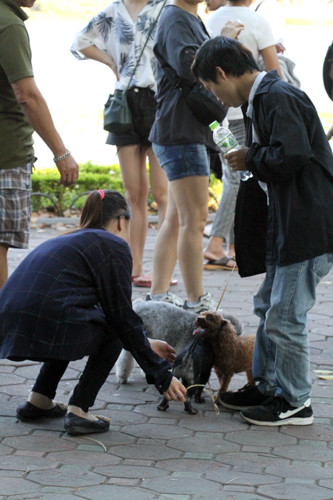 Phỏng vấn nhanh một bạn trẻ đưa chó lên phố đi bộ hồ Gươm bạn trẻ này cho biết: "Em không biết về lệnh cấm này nhưng nếu có em cũng sẽ chấp nhận. Bởi việc cho chó không rọ mõm cũng nhiều việc bất cậ, sự an toàn cho mọi người và vệ sinh đường phố".