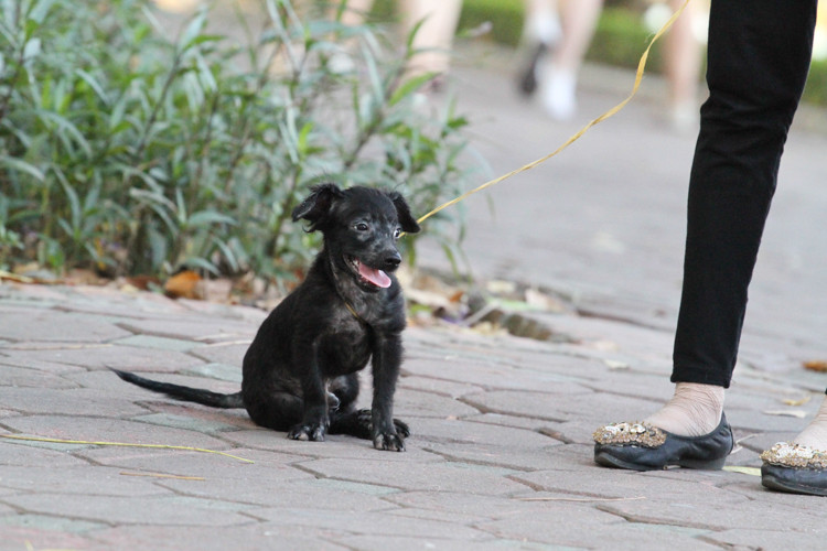 Việc thả rông chó trên phố đi bộ đã được lãnh đạo TP chỉ đạo trong cuộc họp rút kinh nghiệm sau 2 năm không gian đi bộ hồ Gươm đi vào hoạt động nhưng thực chất chưa hiệu quả.