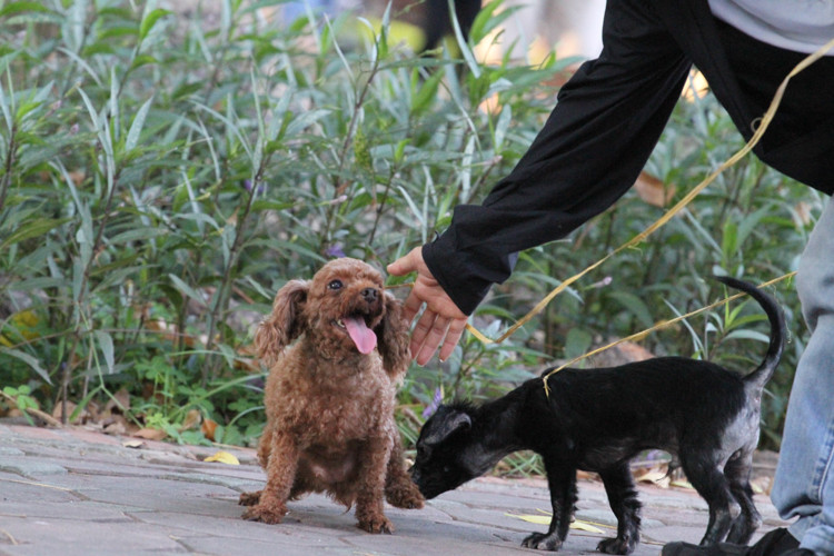 "Thêm nữa, việc quản lý này được giao cho bên &#x8;thú y nên việc nhắc nhở chỉ mang tính nhẹ nhàng chưa có tính răn đe nên mọi người vẫn chưa đi vào ý thức", nhân viên bảo vệ khu vực phố đi bộ cho biết thêm.