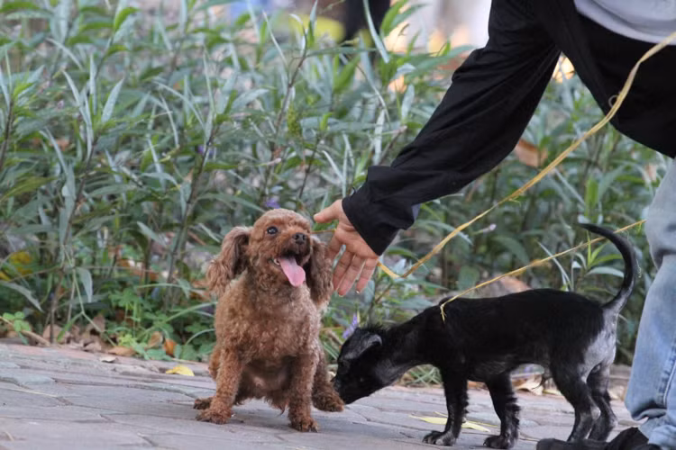 "Thêm nữa, việc quản lý này được giao cho bên thú y nên việc nhắc nhở chỉ mang tính nhẹ nhàng chưa có tính răn đe nên mọi người vẫn chưa đi vào ý thức", nhân viên bảo vệ khu vực phố đi bộ cho biết thêm.