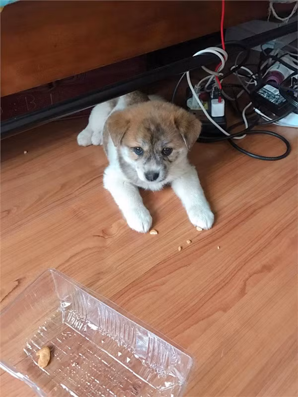 Dinh cao ban cho online: quang cao cho Poodle lai Nhat nhung giao cho khach cho ta-Hinh-2